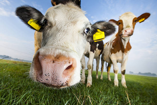 istock Black and white and red and white cows 636941952