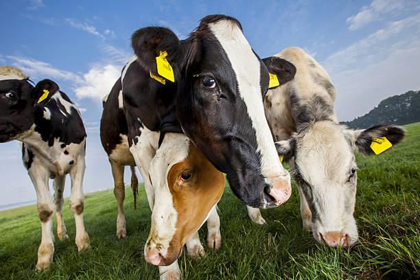 Vacas pretas e brancas e vermelhas e brancas - foto de acervo