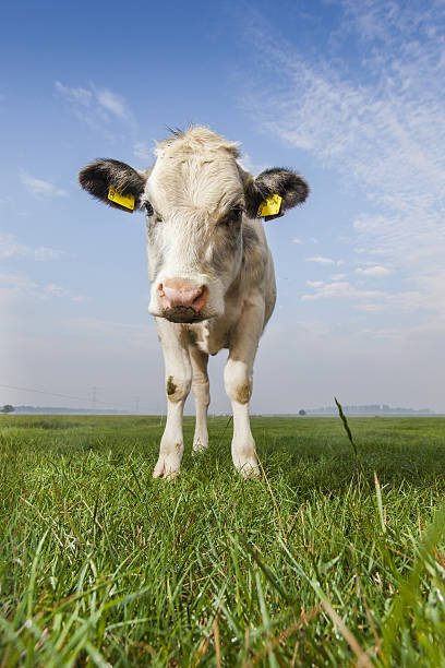 Preto e branco de vaca - foto de acervo