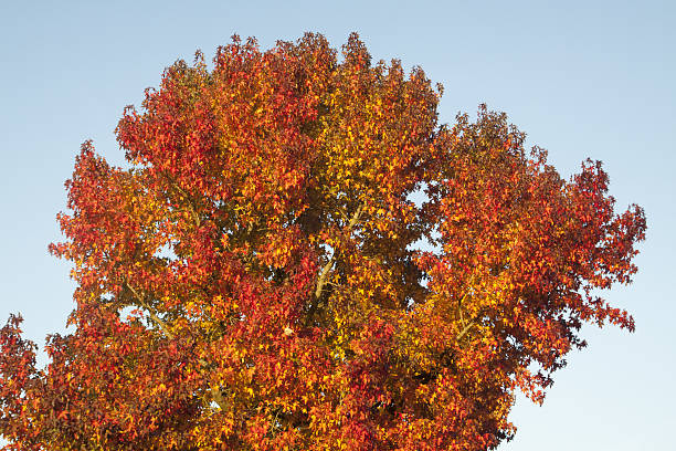 istock Orange and yellow autumn leaves 636942168