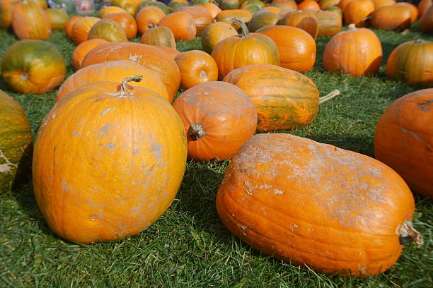 istock Orange Halloween pumpkins for lantern carving 636942256