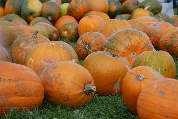 istock Orange Halloween pumpkins for lantern carving 636942270