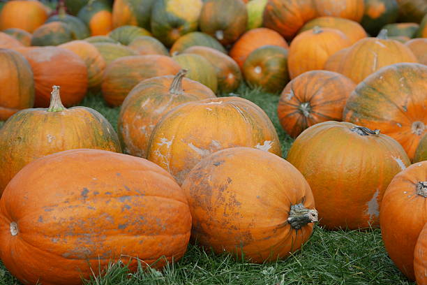 istock Orange Halloween pumpkins for lantern carving 636942288