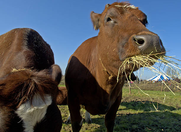 istock cow in Dutch landscape 636944450
