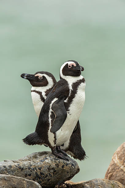 Two African Penguins standing on a rock Two wild adult African Penguins (Spheniscus demersus) also known as Jackass Penguin standing on a rock, one partially focussed, with a blurred background of the sea, South Africa boulder beach western cape province photos stock pictures, royalty-free photos & images