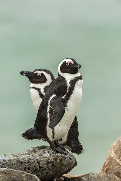 Two wild adult African Penguins (Spheniscus demersus) also known as Jackass Penguin standing on a rock, one partially focussed, with a blurred background of the sea, South Africa