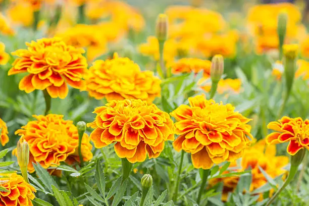 Orange flowers, French marigolds blooming in the garden, in soft blurred style, on other blossom blur background.