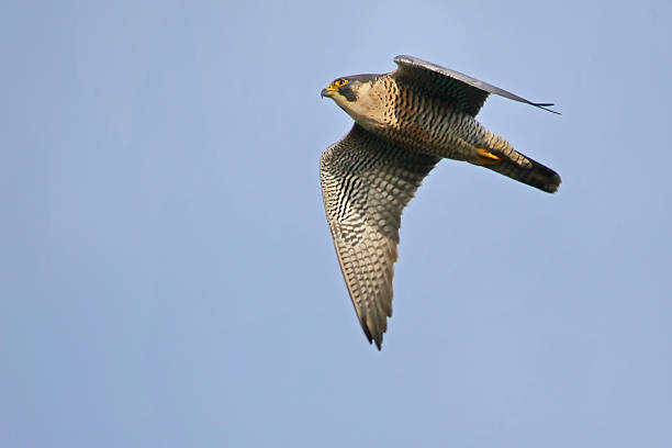 сапсан  - peregrine falcon фотографии стоковые фото и изображения