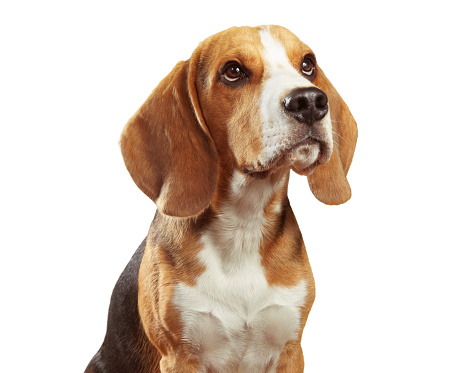 Studio portrait of young beagle dog isolated on white background