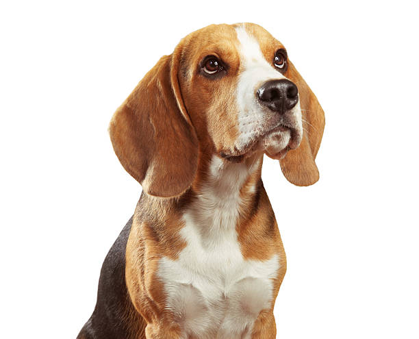 Studio portrait of beagle dog isolated on white background stock photo