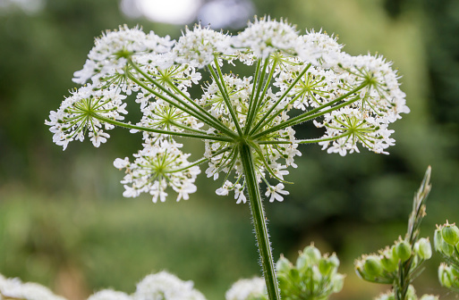 A photograph of Cow Parsley, taken from below.