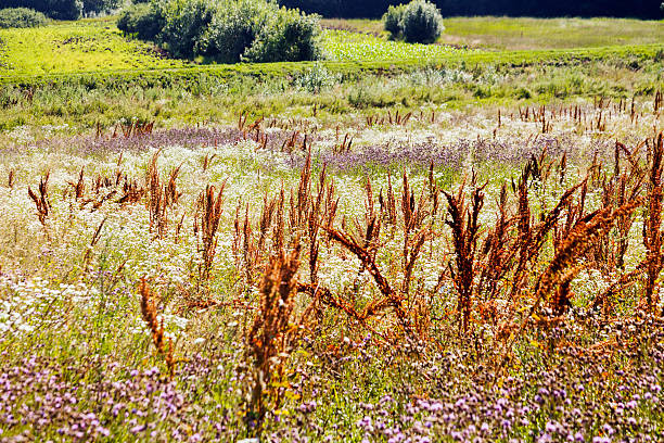 istock plants in the field 636949442