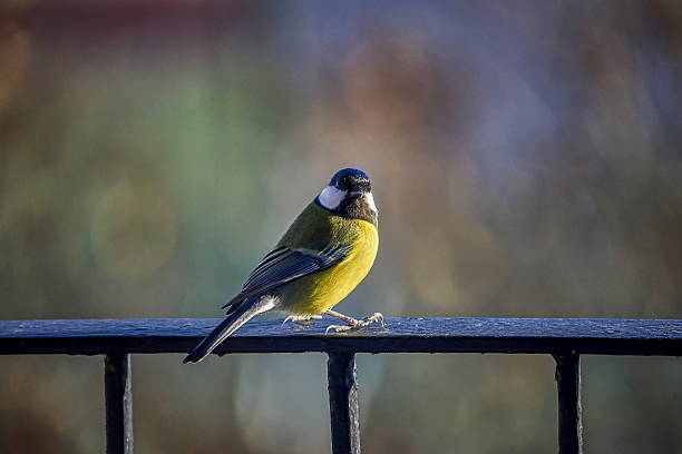 istock Tit with seed on a bench in autumn 636952302