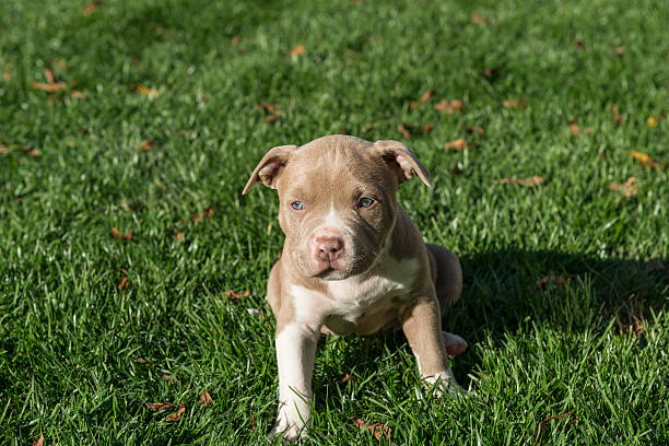Cute pit bull puppy sitting in grass.