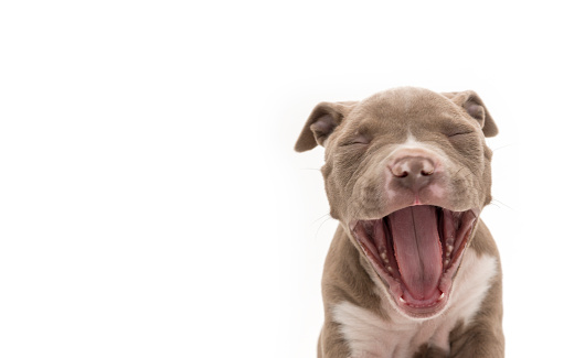 Cute Yawning puppy.