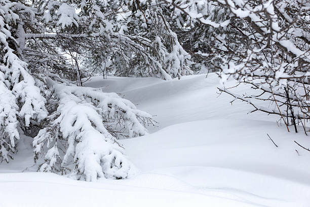 Snowdrifts and snow covered trees after a Minnesota blizzard.