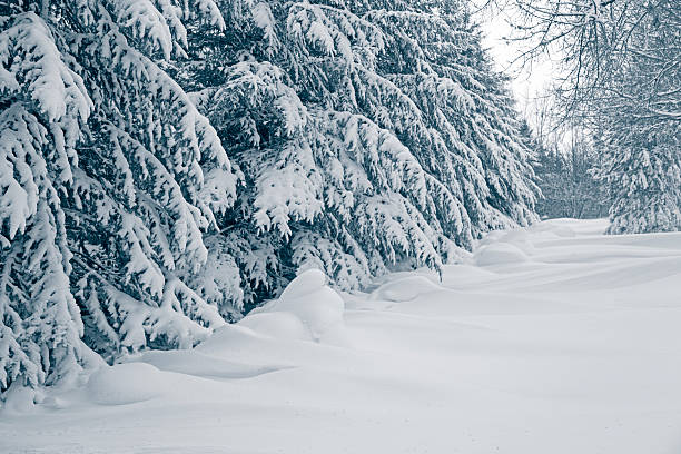 istock Snowy Minnesota Winter - Snowdrifts and Trees 636954378