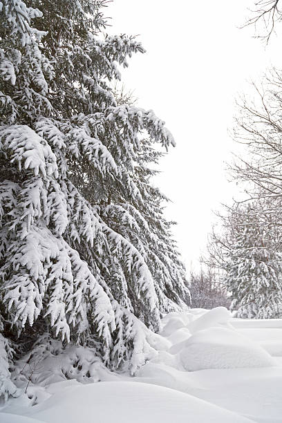 istock Snowy Minnesota Winter - Snowdrifts and Trees 636954382
