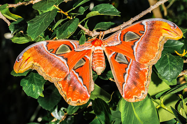 istock Attacus atlas Moth the giant butterfly 636957402