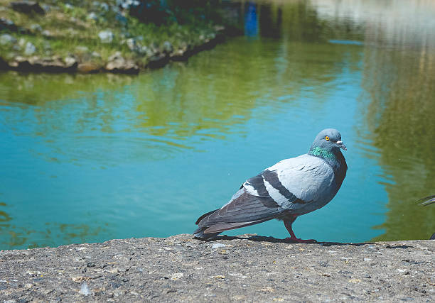 istock Pigeons in the Park 636962506