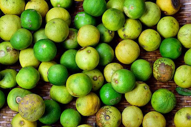 citron  - rotting food mold fruit photos et images de collection