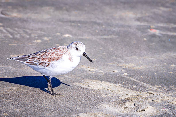 Spoon-billed Sandpiper and shorebirds at the south carolina beac Spoon-billed Sandpiper and shorebirds at the south carolina beachVery rare and critically endangered species of the world,walking and foraging in water with morning light kiawah island stock pictures, royalty-free photos & images