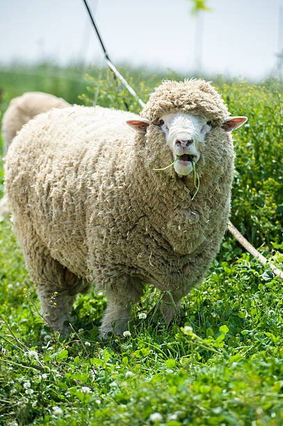 eating lamb in the fence3 fence, farm, sheep, meadow, lamb, cute, animal, young, agriculture, mammal, countryside, baby, friendly,korea, anseong farmland, grassland, farmland, landscape, sky, field, land, nature, farm, country, countryside, agriculture, plant, green, farming, background, organic, grass, growth, natural, scene, farmhouse,animal,smile,food fence3 stock pictures, royalty-free photos & images