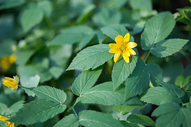 Globeflower