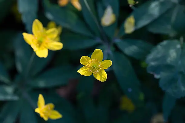 Globeflower