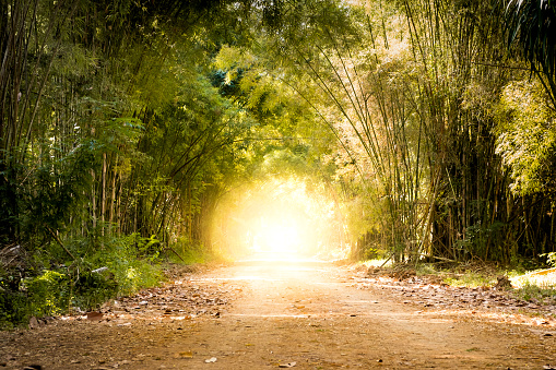 road through bamboo forest and light at the end of tunnel - concept