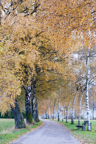 istock Birch lined Autumn path in the Alpine countryside II 636967222