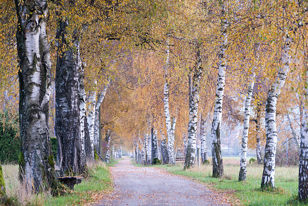 istock Birch lined Autumn path in the Alpine countryside 636967240