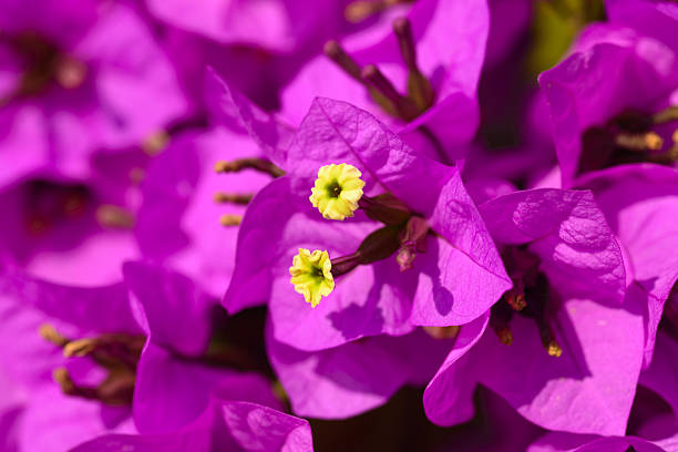 Beautiful magenta bougainvillea flowers closeup stock photo
