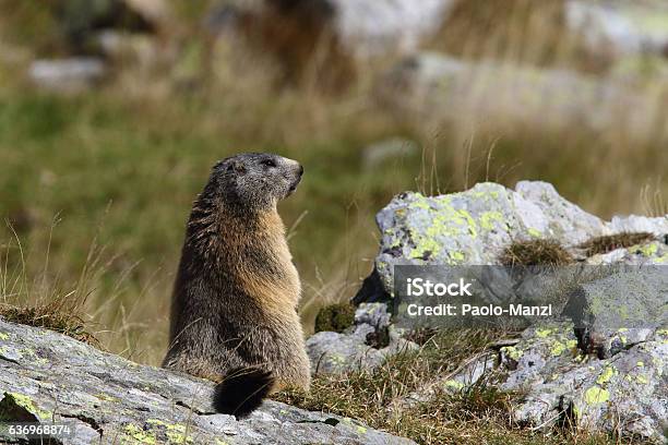 Alpine Marmot Stock Photo - Download Image Now - Alpine Marmot, Animal  Wildlife, Animals In The Wild - iStock
