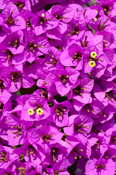 Beautiful magenta bougainvillea flowers closeup stock photo