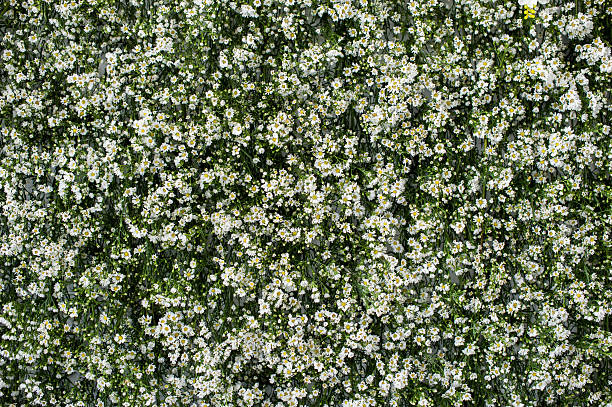 kleine weiße blume auf grünem hintergrund - wildflower lush foliage outdoors campanula stock-fotos und bilder