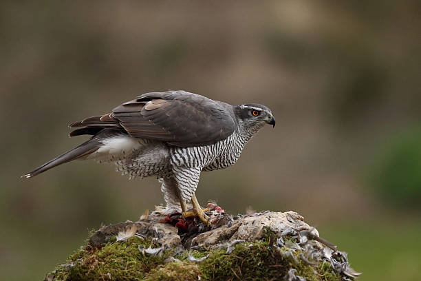 istock Norther and Eurasian Goshawk 636969634
