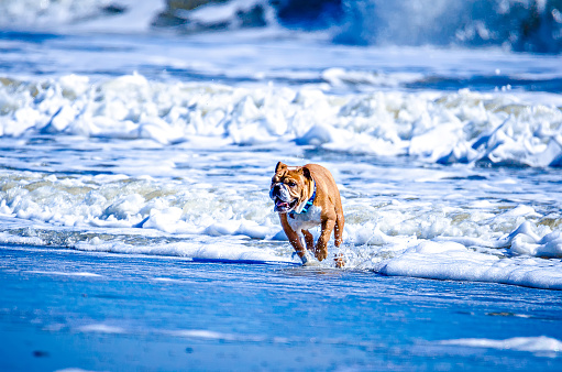 doggy playing on the coast of south carolina