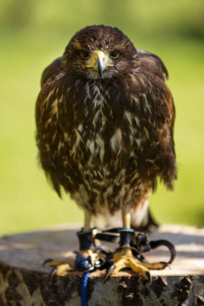 istock bird of prey in captivity 636971478