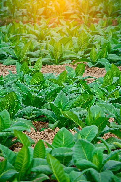 campo verde, tabaco na tailândia - tobaco - fotografias e filmes do acervo