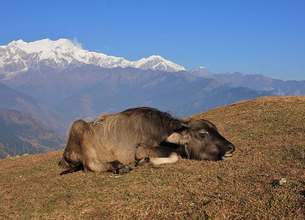 Water buffalo baby sleeping on a hill top in Ghale Gaun. 