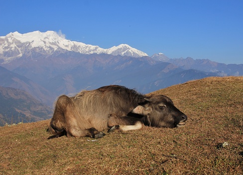 Water buffalo baby sleeping on a hill top in Ghale Gaun. 