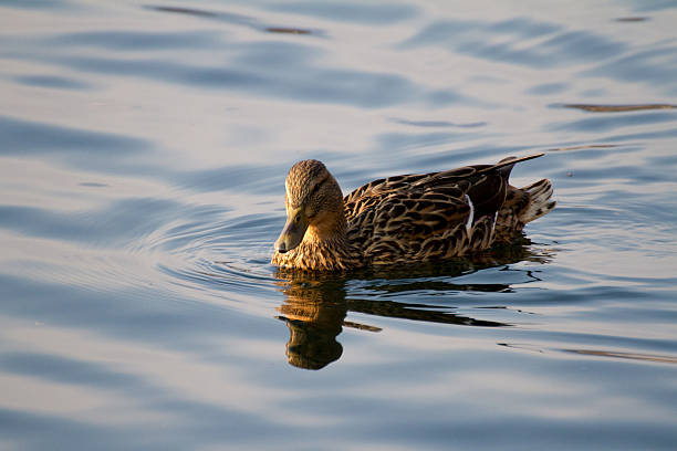 istock Duck on the lake 636974560