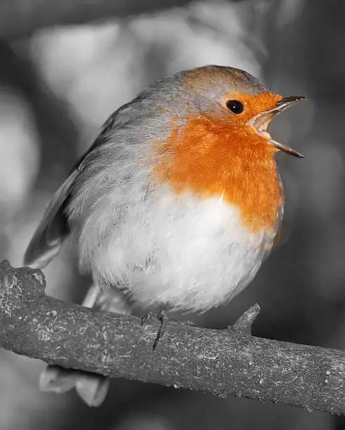 colour enhanced black and white study of a winter robin singing in close-up detail in English woodland at Christmas 