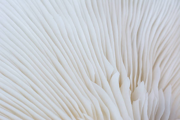 istock Natural pattern from oyster mushroom,abstract background concept 636975046
