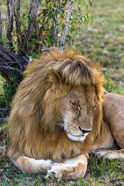 Photo of Lion. Asleep king of beasts. Masai Mara, Kenya