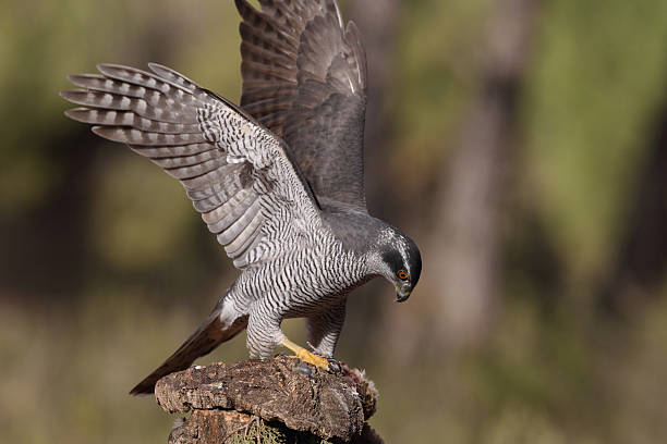 istock Norther and Eurasian Goshawk 636977432