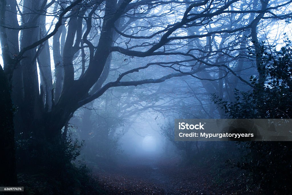 Misty bosco - Foto stock royalty-free di Foresta