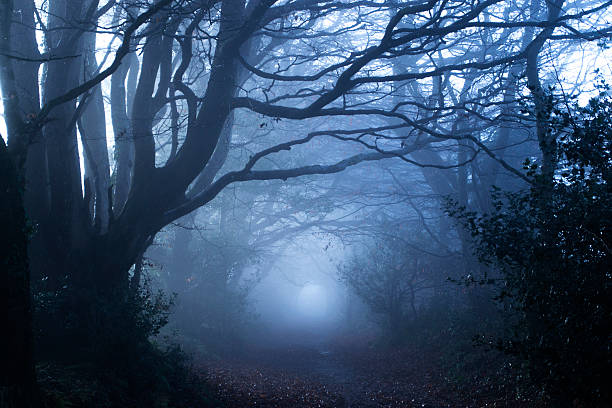 misty bosco - fog road spooky mist foto e immagini stock