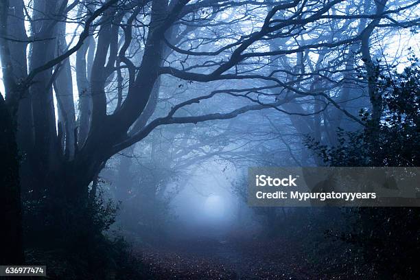 Misty Bosco - Fotografie stock e altre immagini di Foresta - Foresta, Spettrale, Scuro